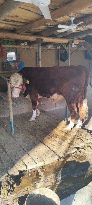 Novos buqalar 3 ta sroshniy sotladi 100 mln kami bor