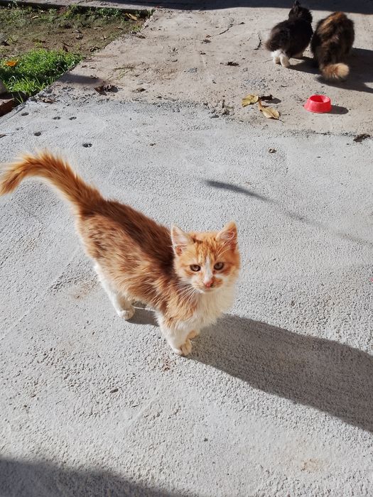 Подарява се мъжко котенце