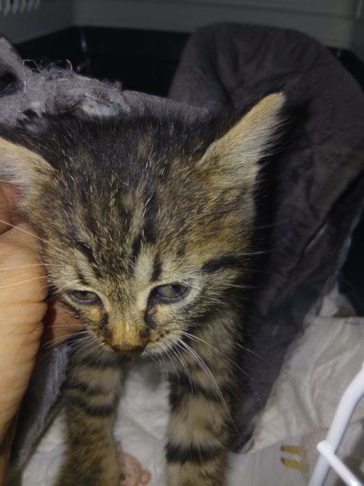 Спасяването беше почти невъзможно, сега търси дом