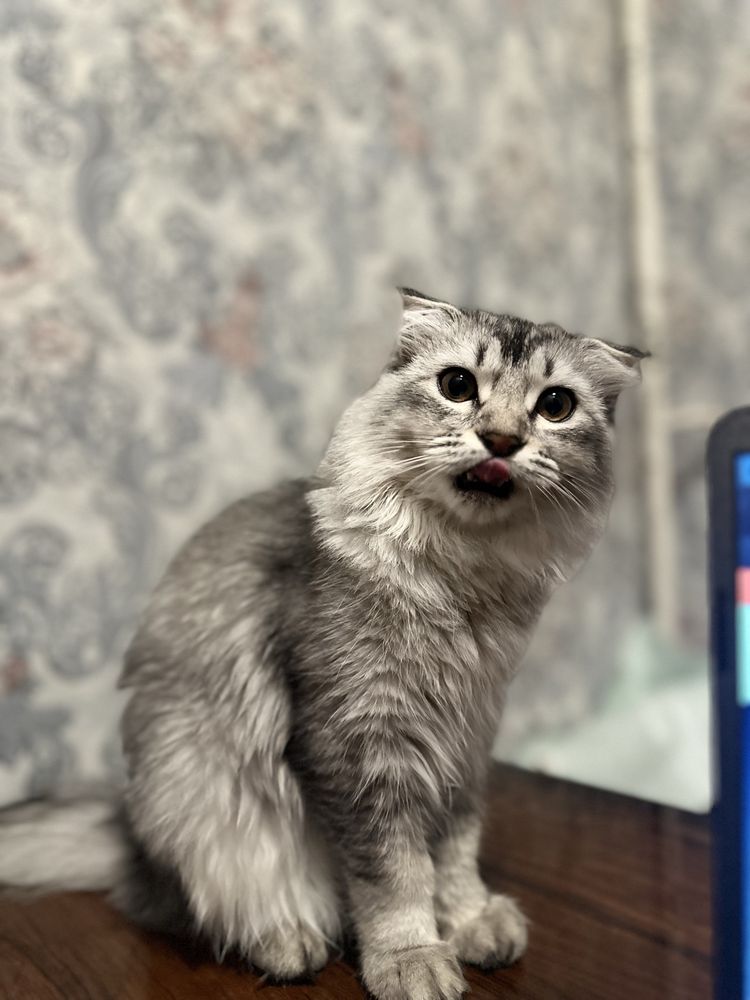 Mushuk Serbian longhair tozza qon !