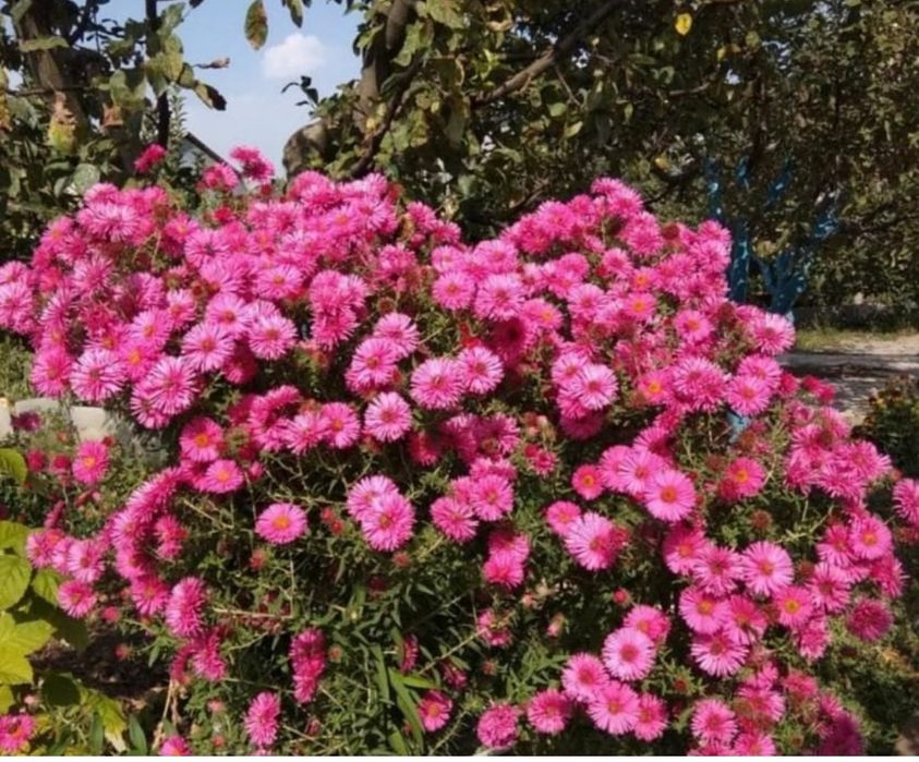 Продам на срез цветы недорого