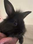 Donez iepurascap de leu negru