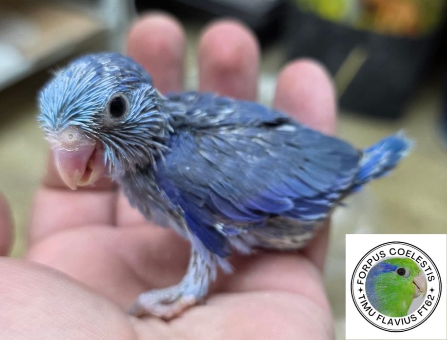 Papagali forpus coelestis