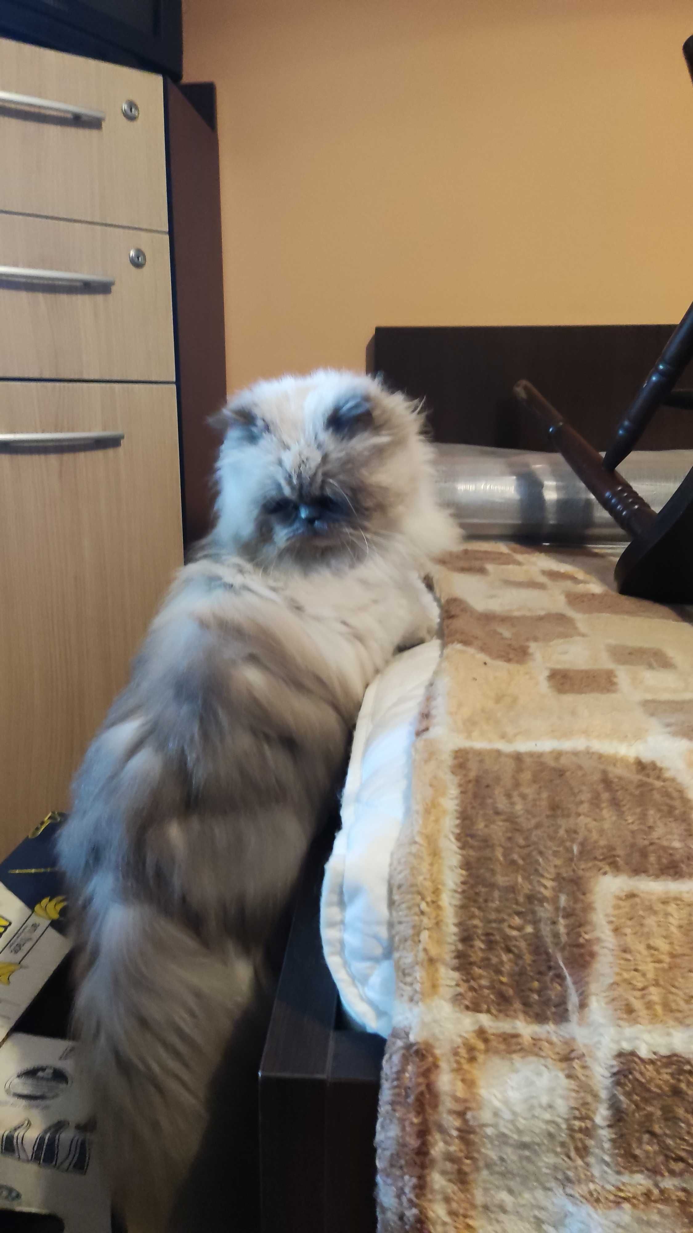 Персийски колорпойнт котенца