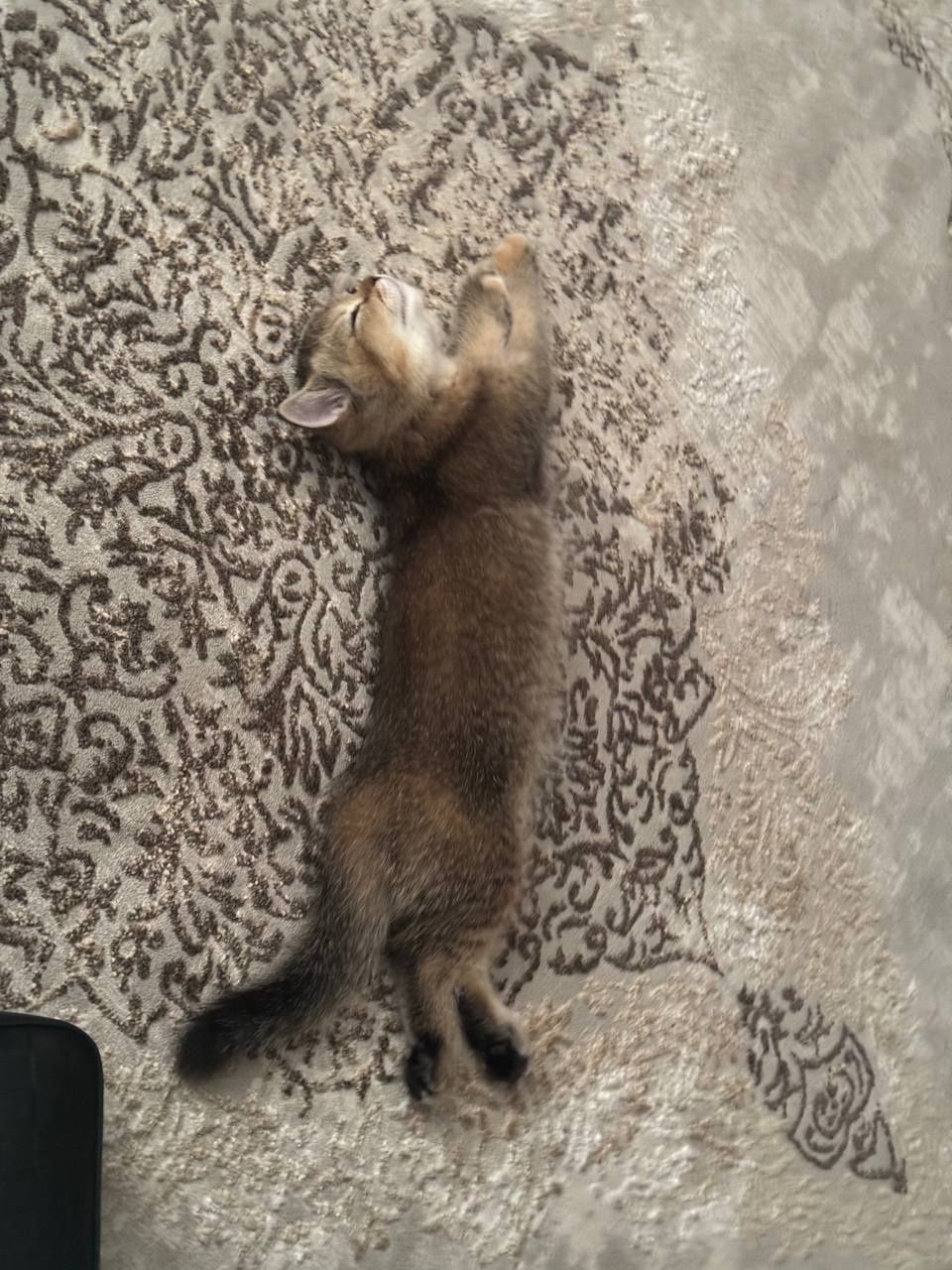 Котенок продается котенок шиншиллы