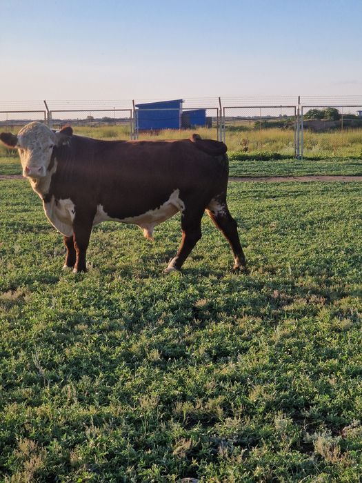 Продам быка на племя Акбас или обмен на дверь коровы с теленком