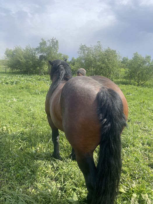 Armasar de vanzare!!