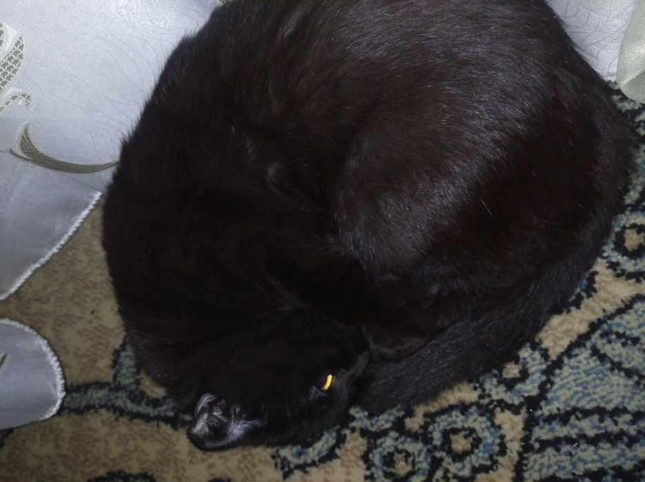 Баласы менен косып бериледы, породный