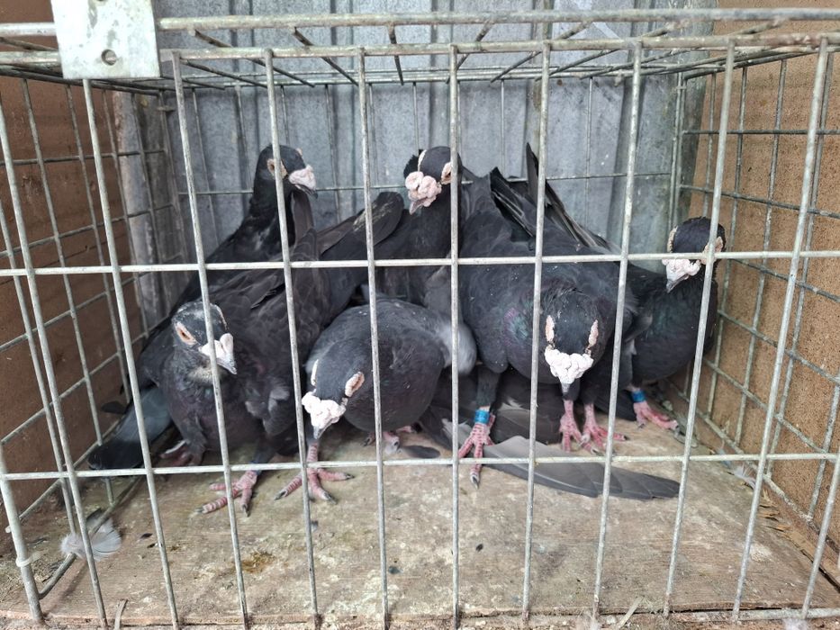 Vand porumbei voiejori de stil vechi