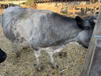 Vaca belgiana 7 luni gestanta