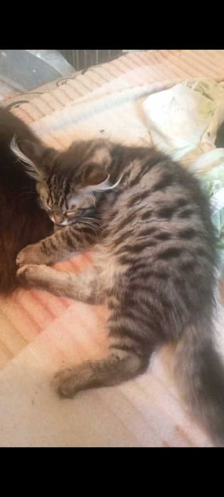 Отдам в хорошие руки котят