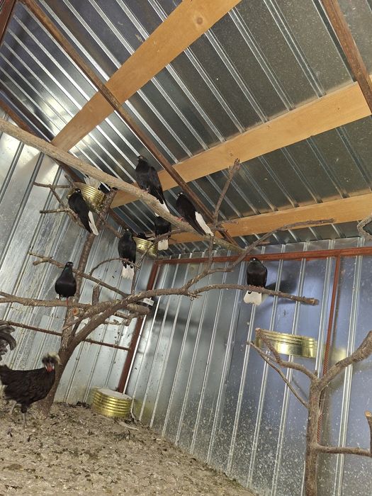 De vânzare porumbei cod alb