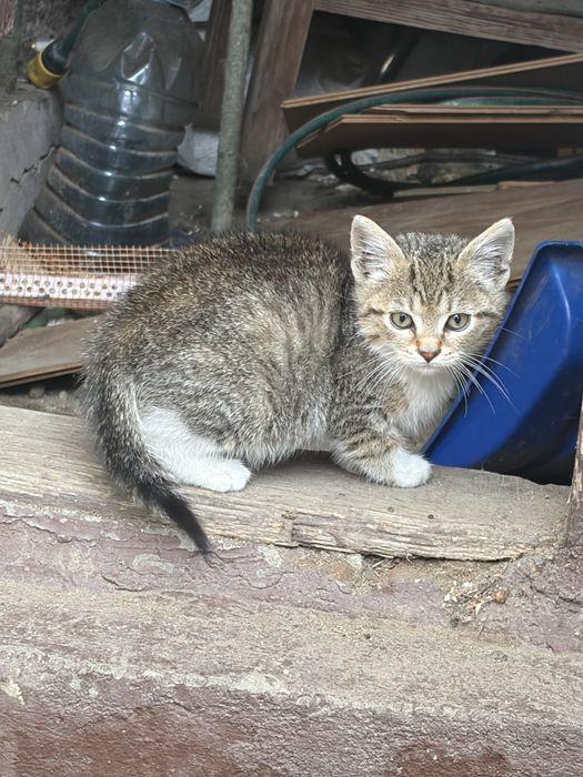 Donez pui pisica o luna urgent