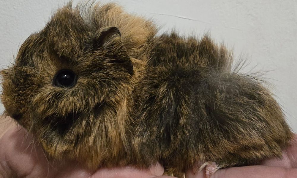 Porcusori de guineea