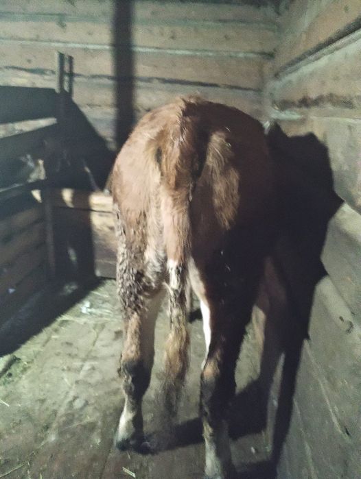 Vand vițea de bălțată