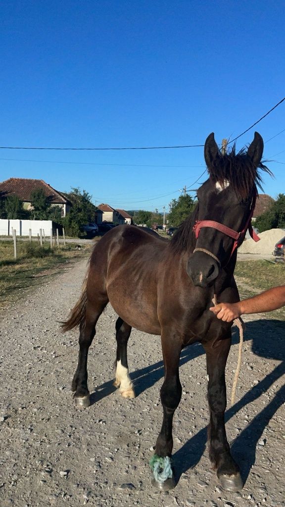 Vând doi mânji de un an