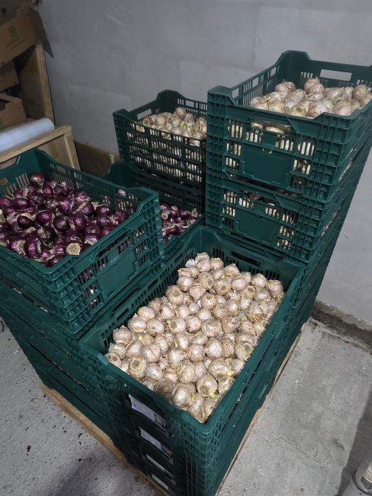 Bulbi de: Lalele, narcise, zambile, crocus