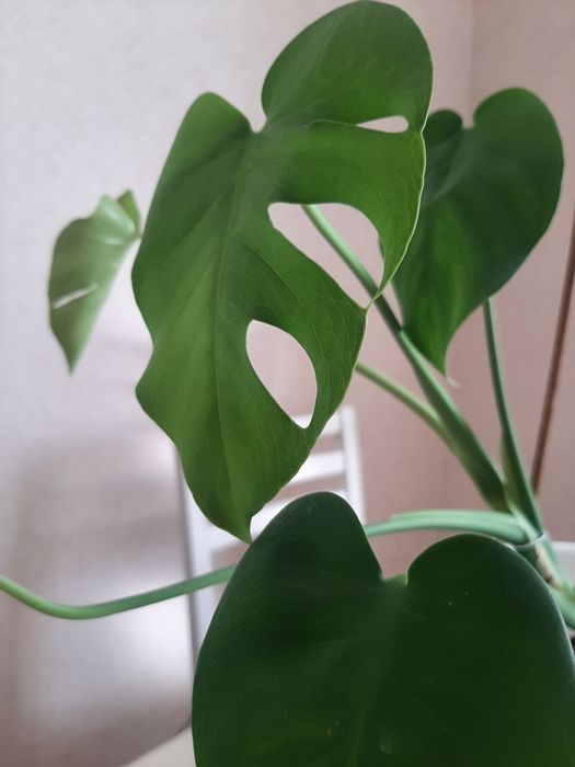 Продам комнатный цветок Монстера