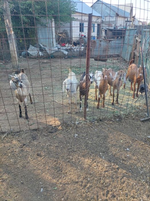 Vând iezi anglonumbieni