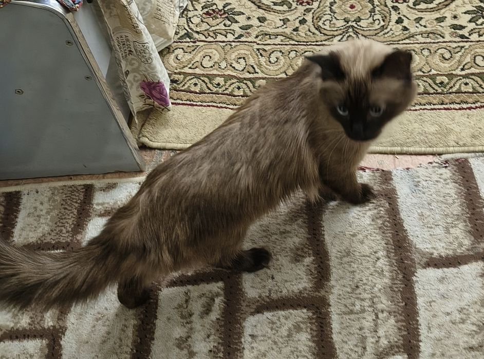 Домашний сиамские кот 1.5 годик