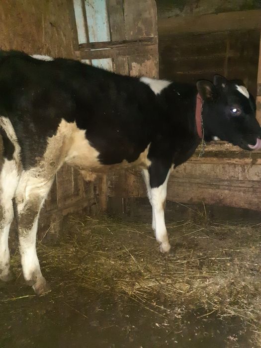 Vand vitel de 3 luni