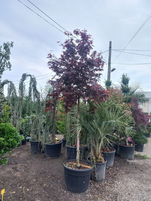 Vă oferim o gamă diversă de plante ornamentale preț accesibil