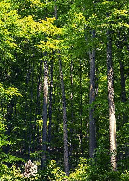 Продава букова гора в с. Черни Осъм, общ. Троян