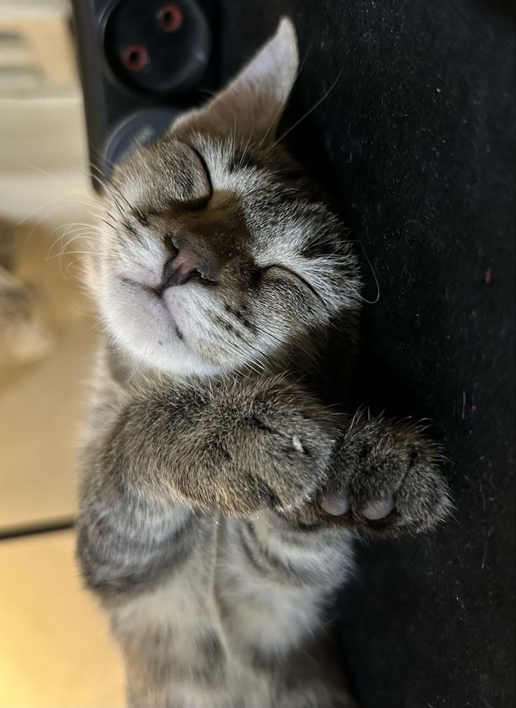 котенок 2.5 месяца