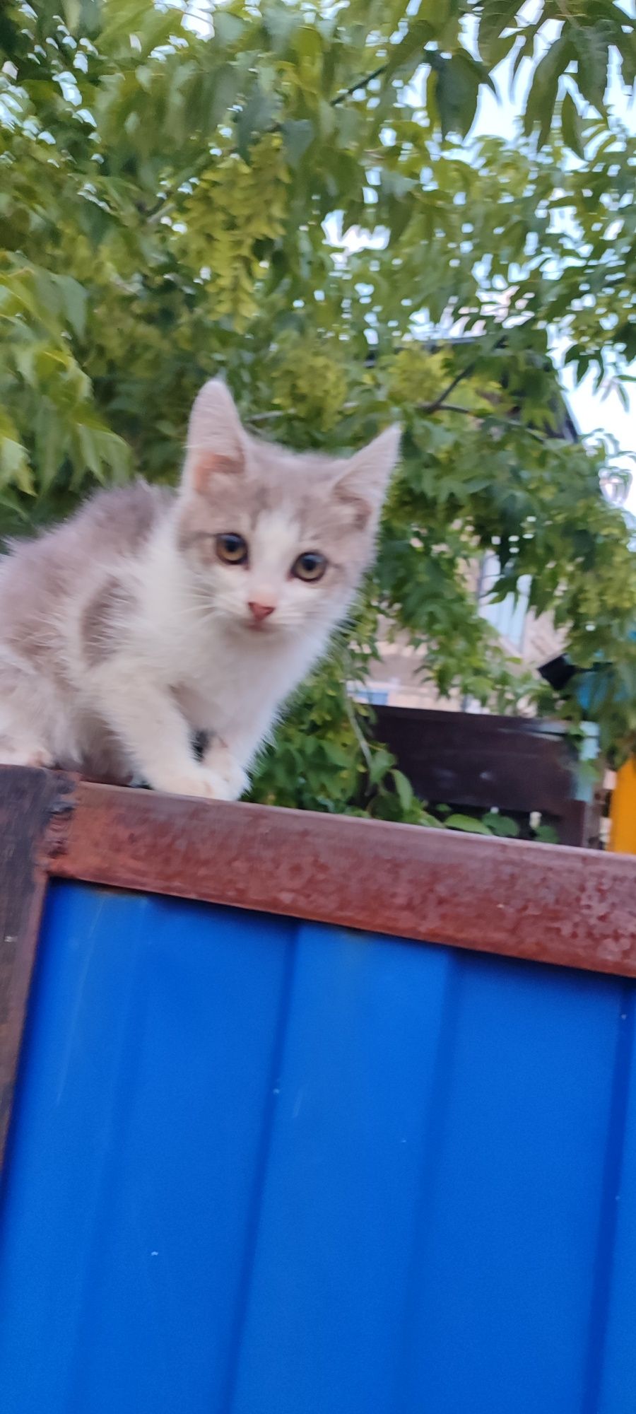 Отдам в добрые руки ласковую кошечку!
