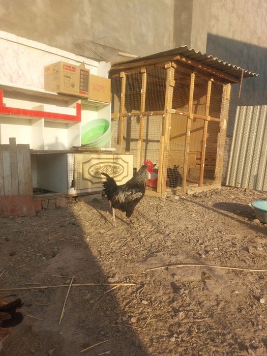 Жас кораз сатылады