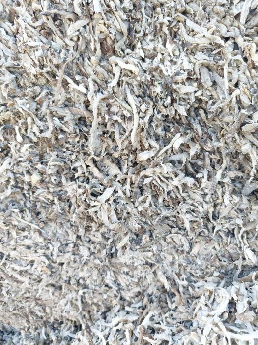 Borhot , taitei sfecla