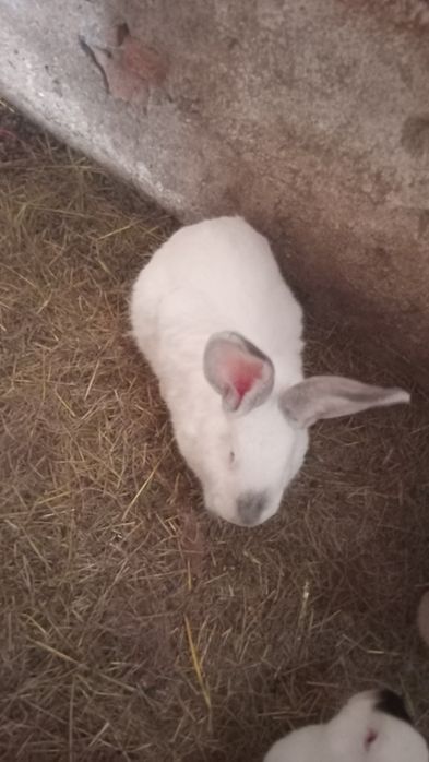 Disbonibil 7 iepoaice si 2mascul