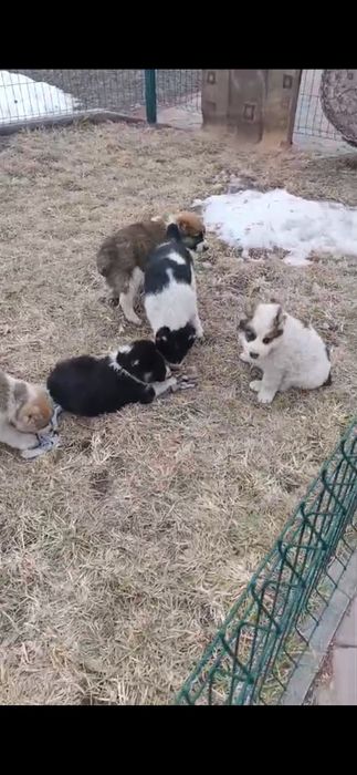 Продам щенков породы Алабай!