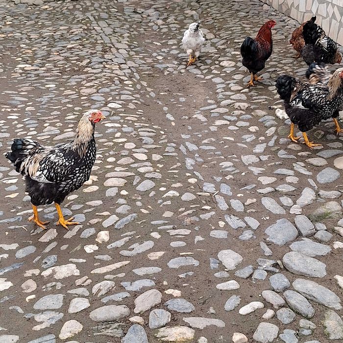 Vand cocoși wyandotte si normali