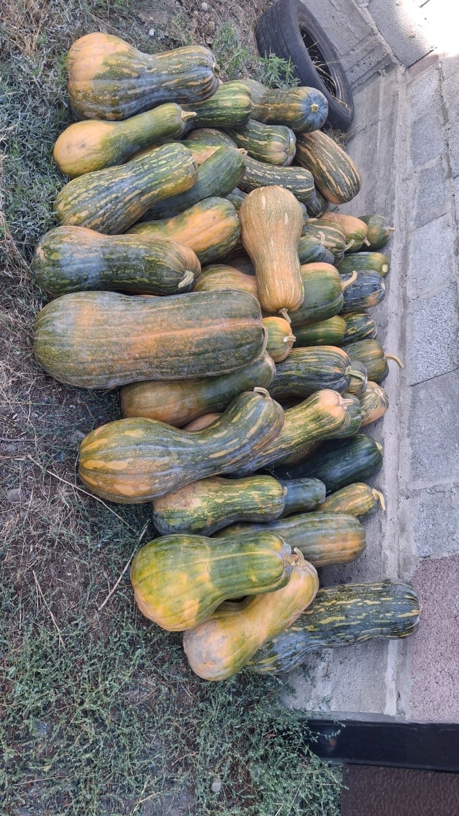 Тыква продам 80 тенге