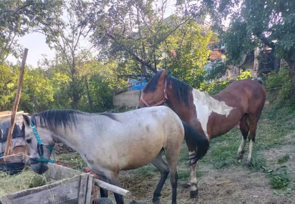 De vânzare cârlană