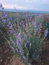 Buchete de lavanda recent înflorita