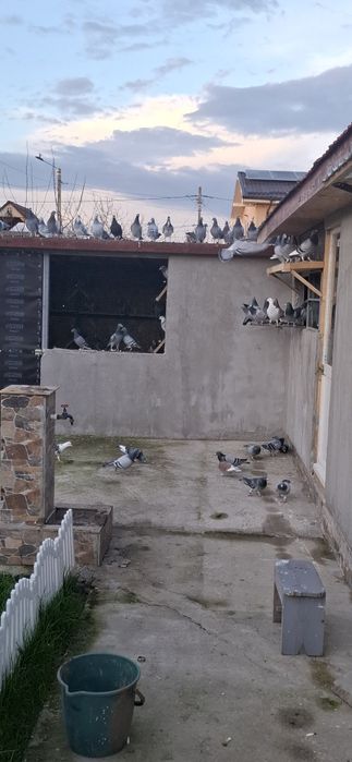 Porumbei voiajori cu rezultate