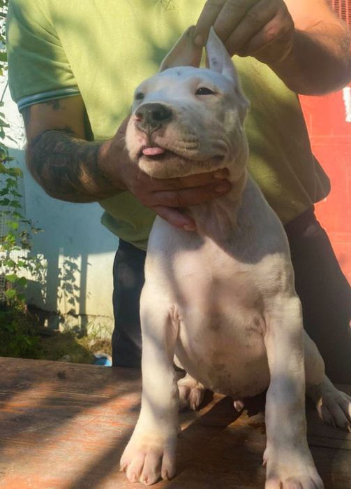 Cățeluș Dogo Argentino cu Pedigrie din Părinți Campioni