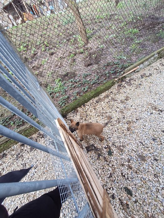 Белгийска Малиноа