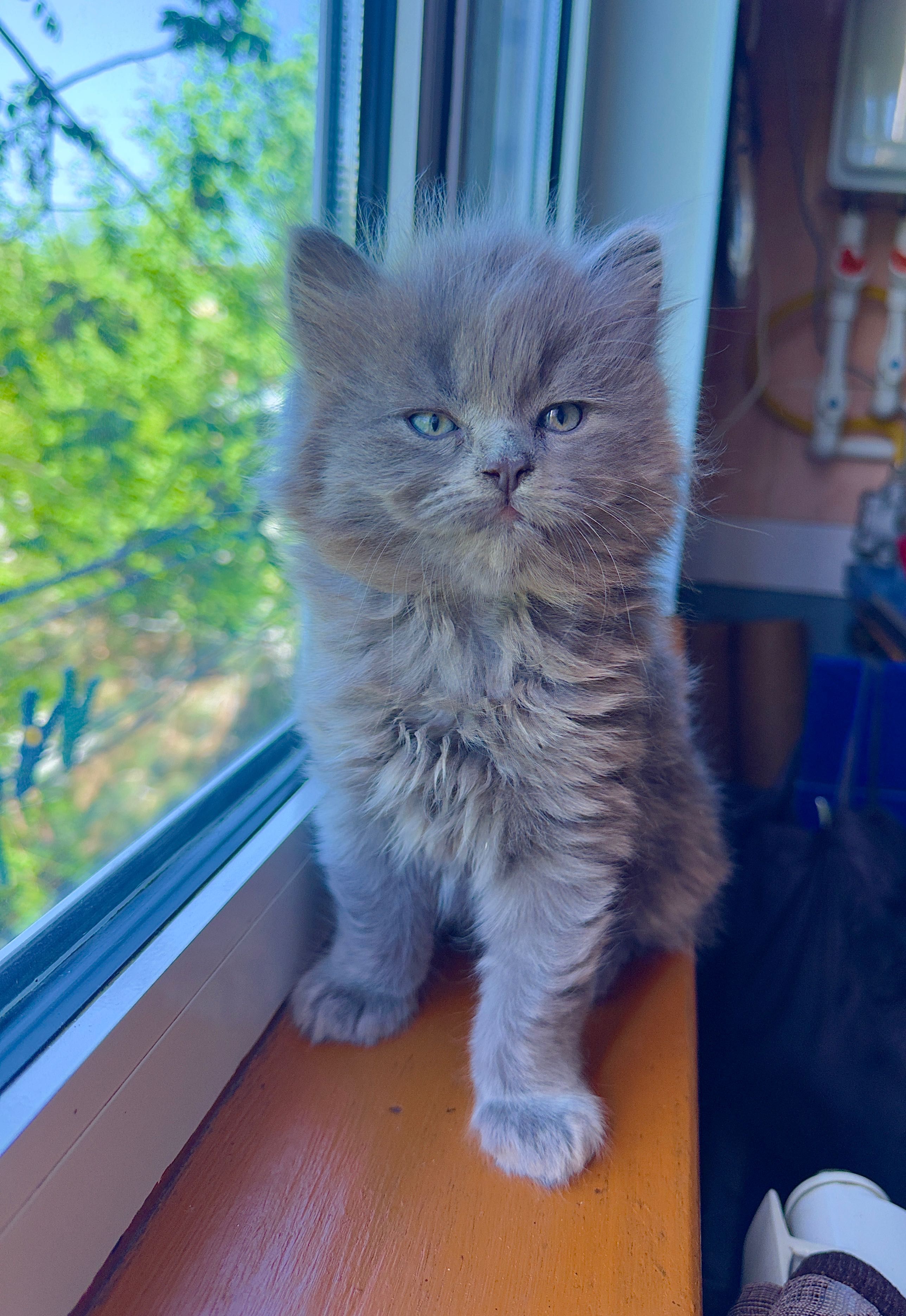 продается котенок британец