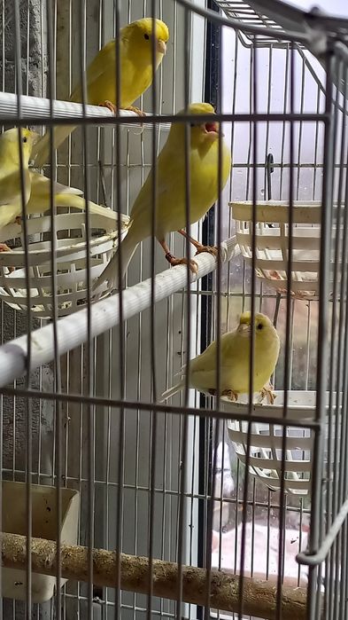 Canari Rolleri pe galben
