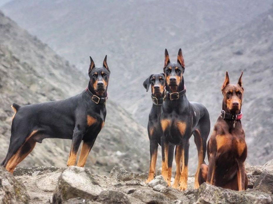 Doberman щенки оригинал