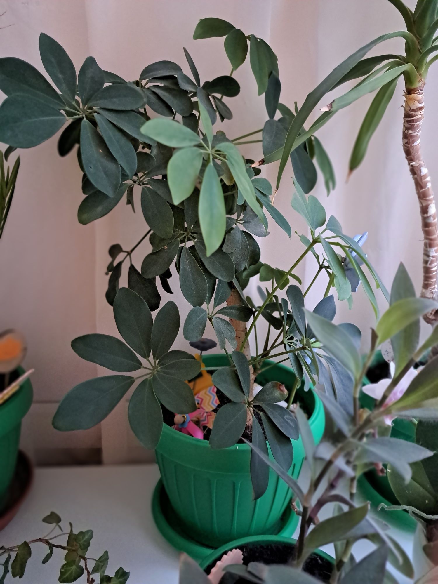 Schefflera actinophylla, planta de apartament