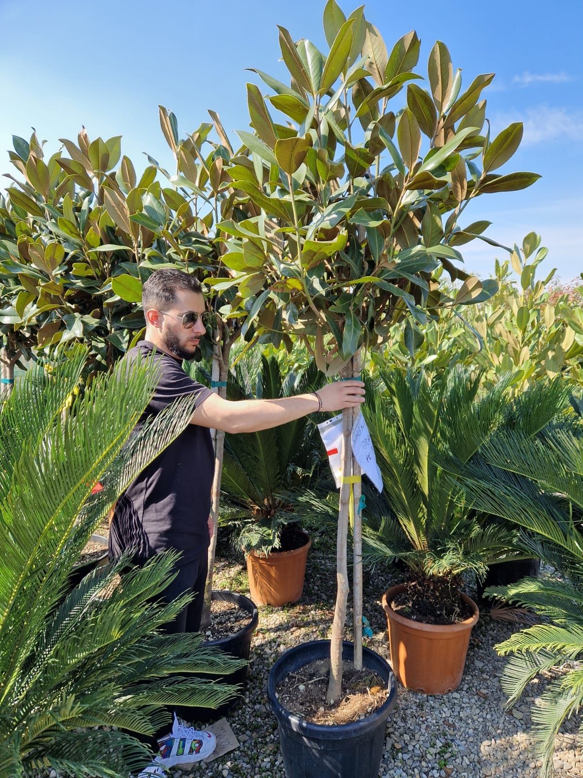 Vând magnolia grandiflora copac si tufa , magnolia veșnica verde