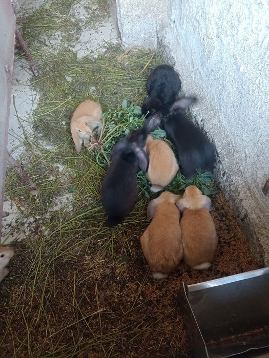 Berbec german galben și negru