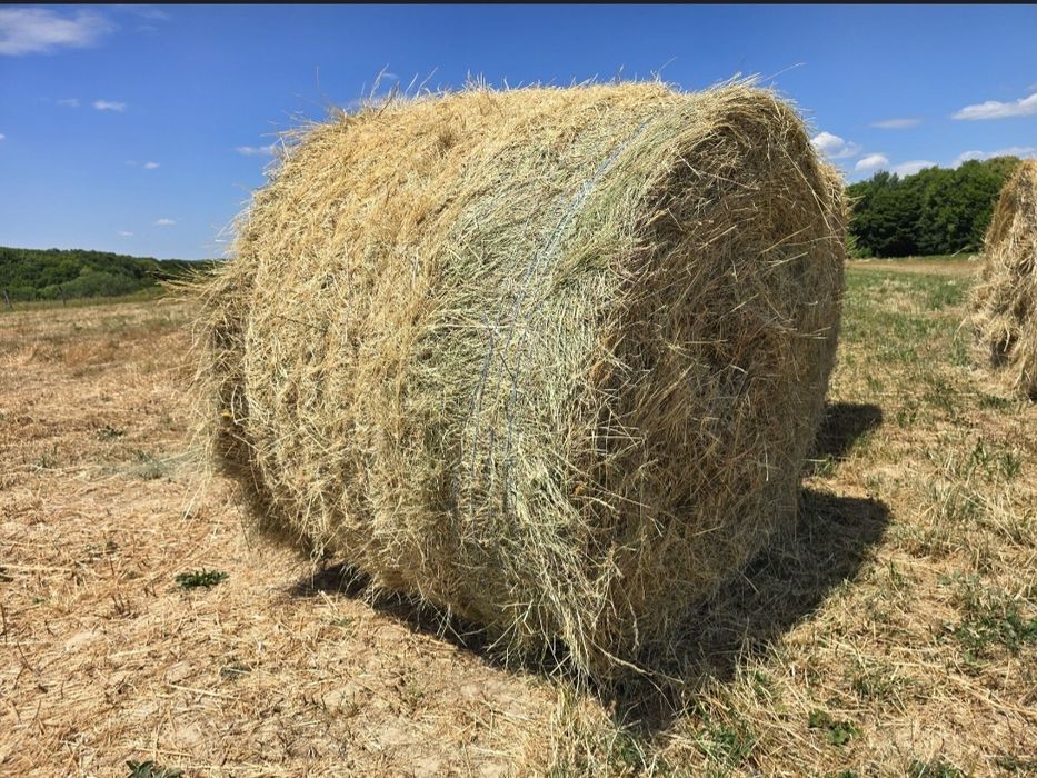 Baloți rotunzi iarba măruntă de coastă