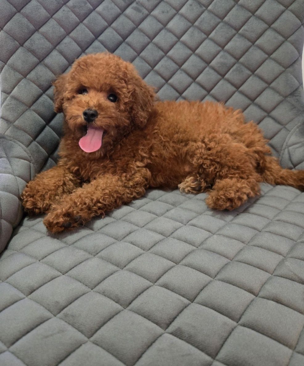 Пудел той / Мини  Poodle toy с родословие