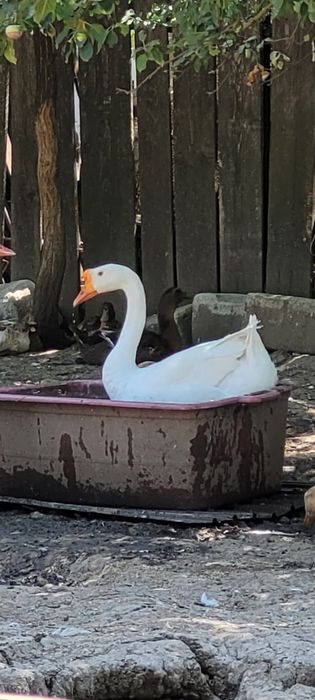 Gascan chinezesc alb rasa pura 2024 / gaste chinezesti