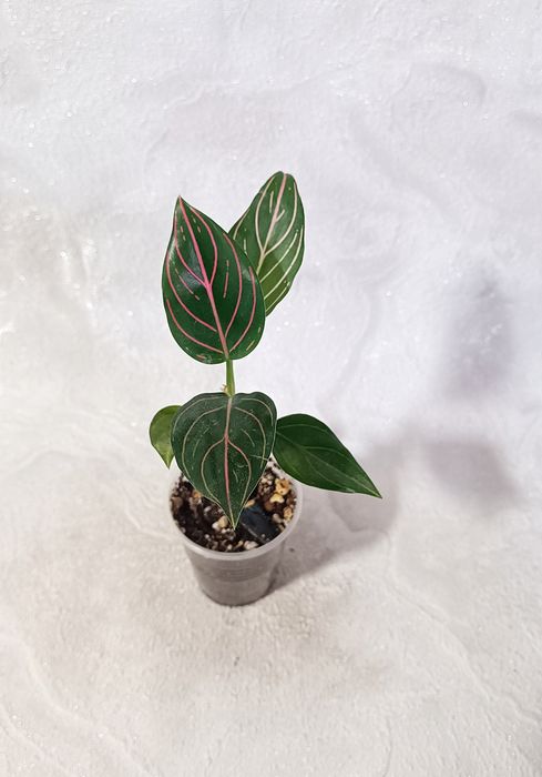 Детки Аглаонем 10 сортов в наличии